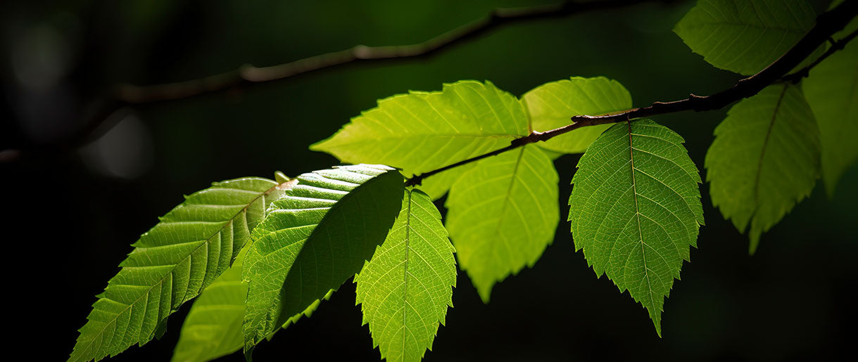 Slippery Elm: The Soother of Sensitive Stomachs