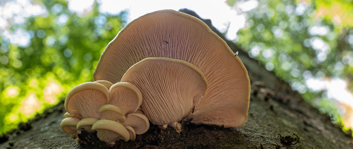 The Anatomy of a Mushroom: Unveiling Nature's Mysteries