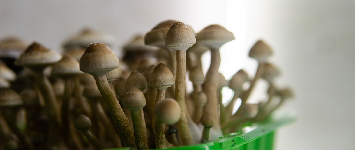 The Difference Between Lion's Mane and Psychedelic Mushrooms