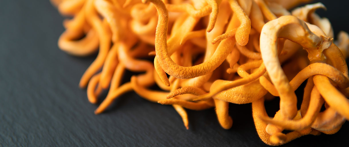 The Enchanting World of Cordyceps