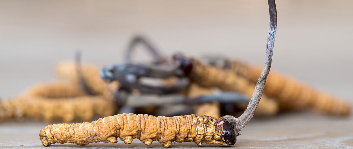 The Fascinating World of Cordyceps