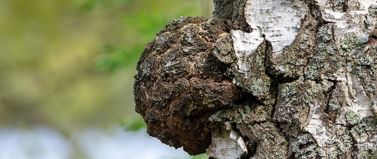 The First Side of Chaga: The Benefits