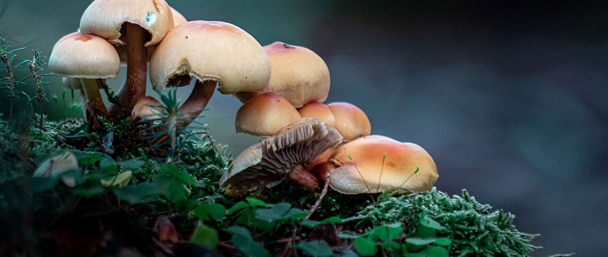 The Magical World of Mushrooms