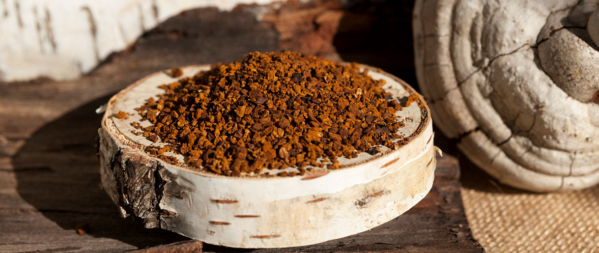 The Multifaceted Benefits of Chaga Powder