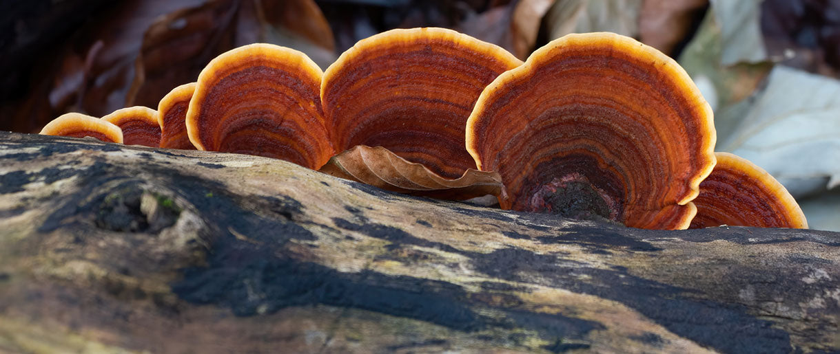 The Other Side of the Coin: Unpacking the False Turkey Tails