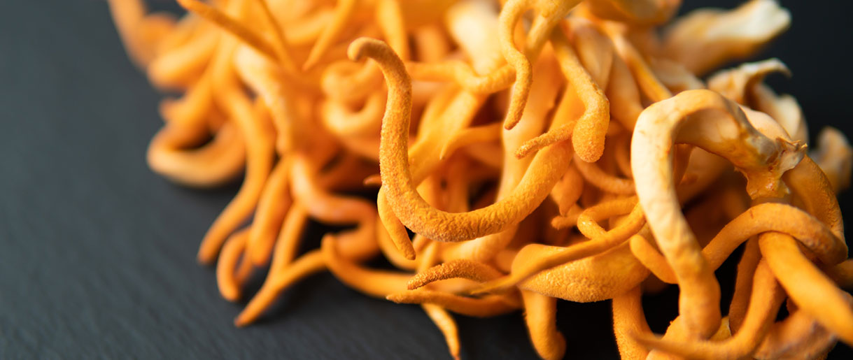 The Popularity of Cordyceps