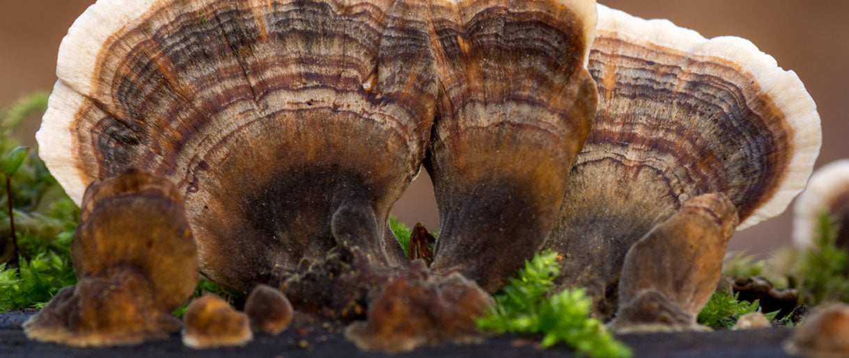 The Power of Turkey Tail Mushroom: An Ancient Solution for Modern Health Concerns