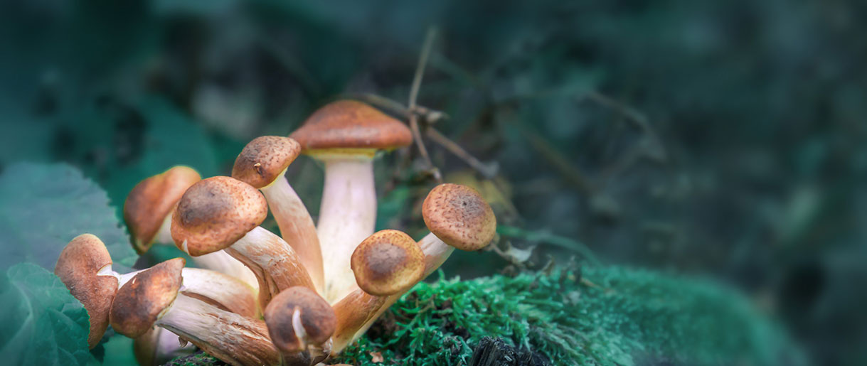The Psychedelic Properties of Mushrooms: A Deep Dive