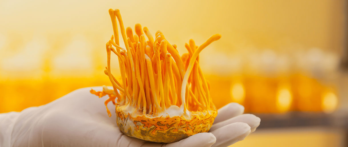 The Rich History of Cordyceps: A Journey from Traditional to Modern Therapies