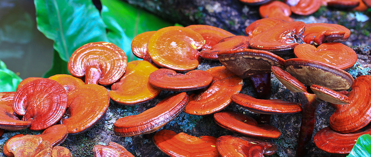 Tips on Harvesting Reishi In The Wild