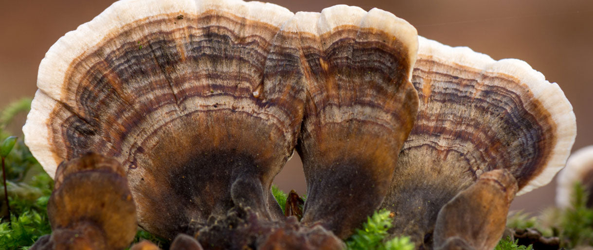 Turkey Tail