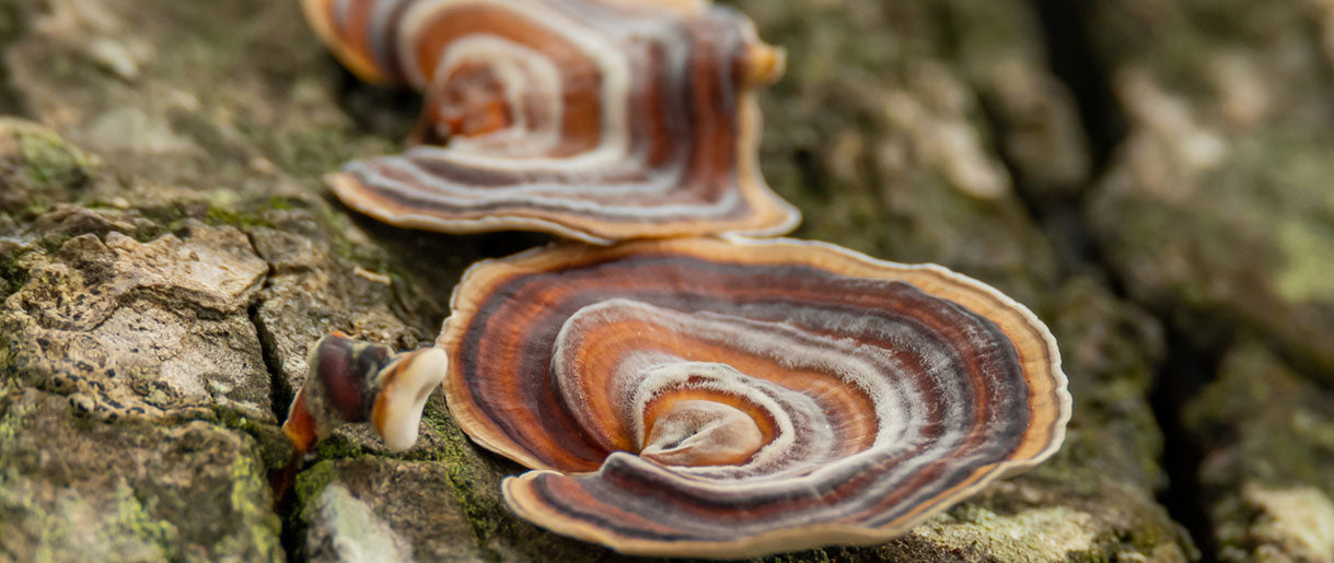 Turkey Tail Diabetes Benefits and Reduced Risk of Cancer Cells