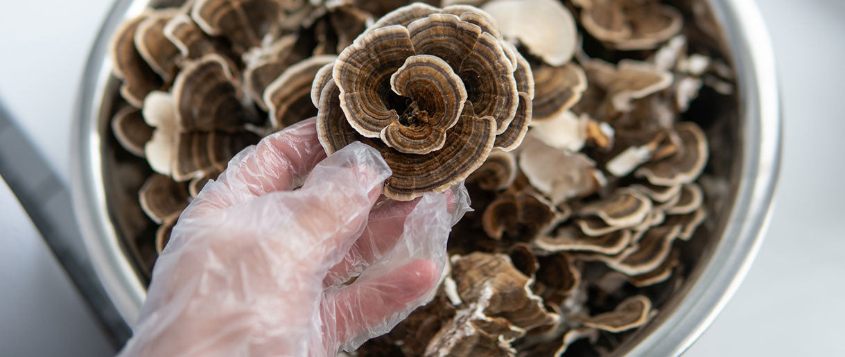 Turkey Tail Mushroom: A Stalwart of Traditional Medicine and Modern Research