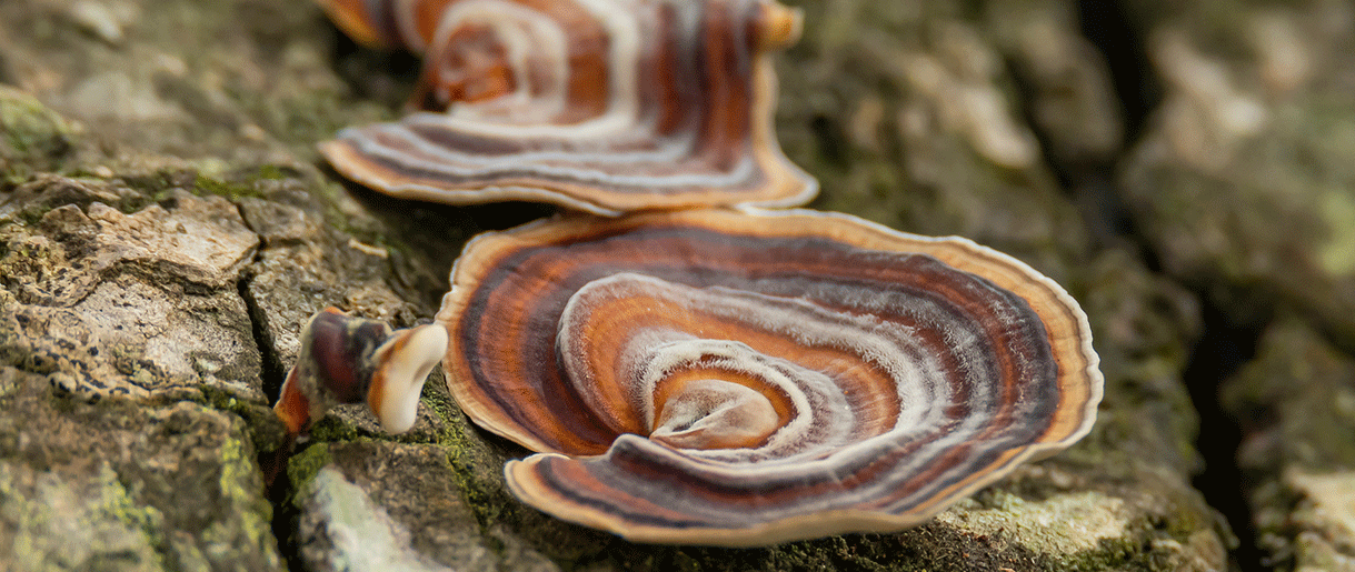 Turkey tail mushrooms can prevent infections and can stave off the flu and common cold.