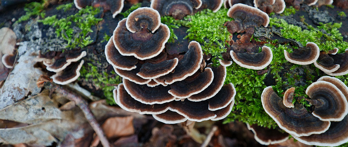 Turkey Tail Mushroom Unveiled: Describing the True Turkey Tails