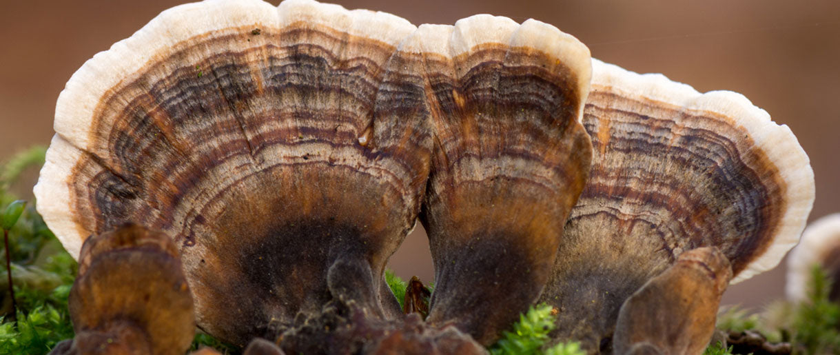 Turkey Tail Mushrooms (Trametes versicolor): A Natural Liver Protector