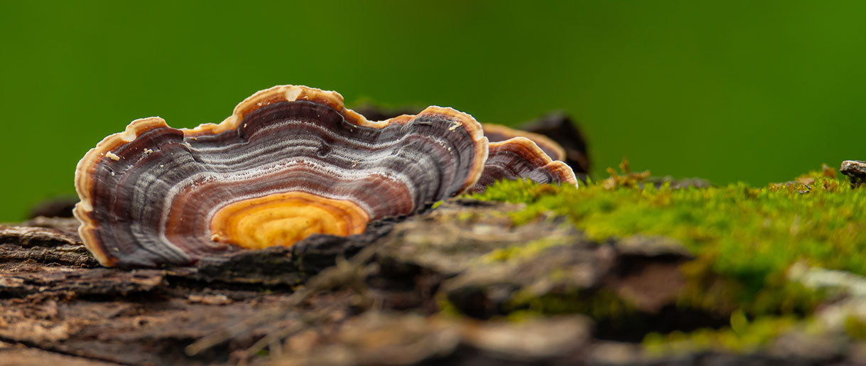 Turkey Tail Vs. False Turkey Tail