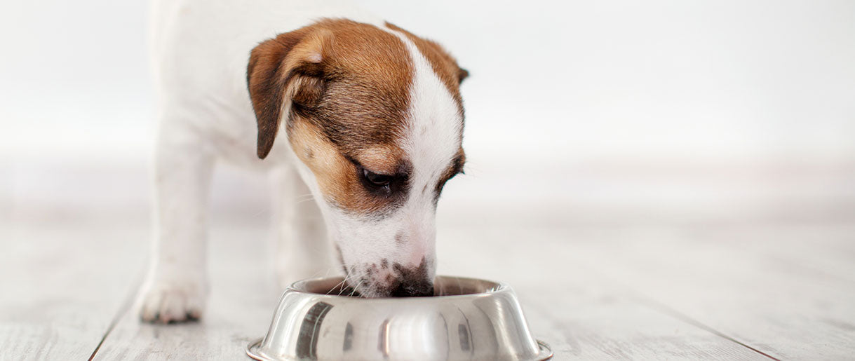 Understanding Canine Nutrition: The Building Blocks of Health