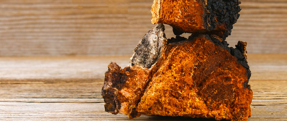 Understanding Chaga Mushrooms