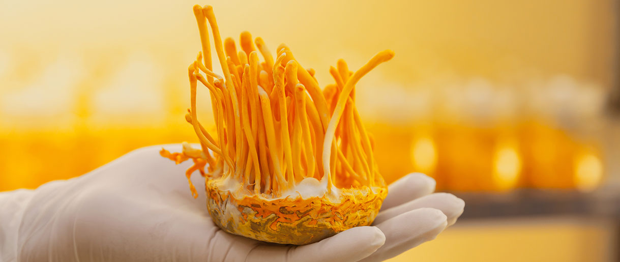 Understanding Cordyceps