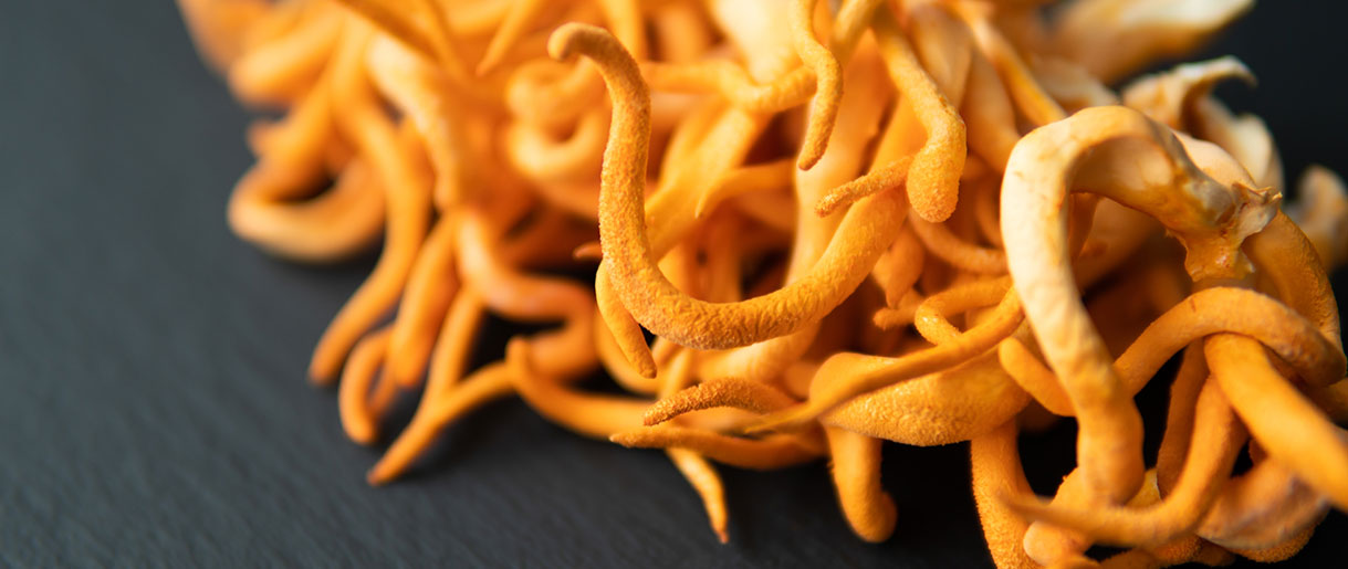 Understanding Cordyceps: A Deep Dive into Its Unique Life Cycle and Varieties