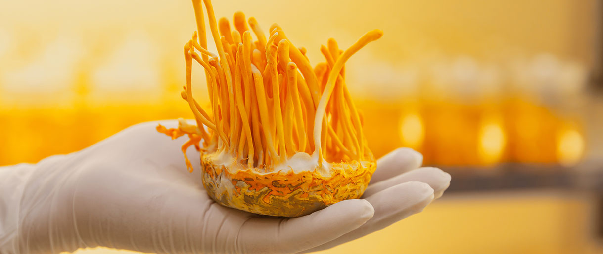 Understanding Cordyceps: A Journey from Traditional Chinese Medicine to Modern Science