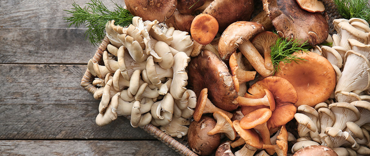 Understanding Mushrooms: A Culinary and Medicinal Powerhouse