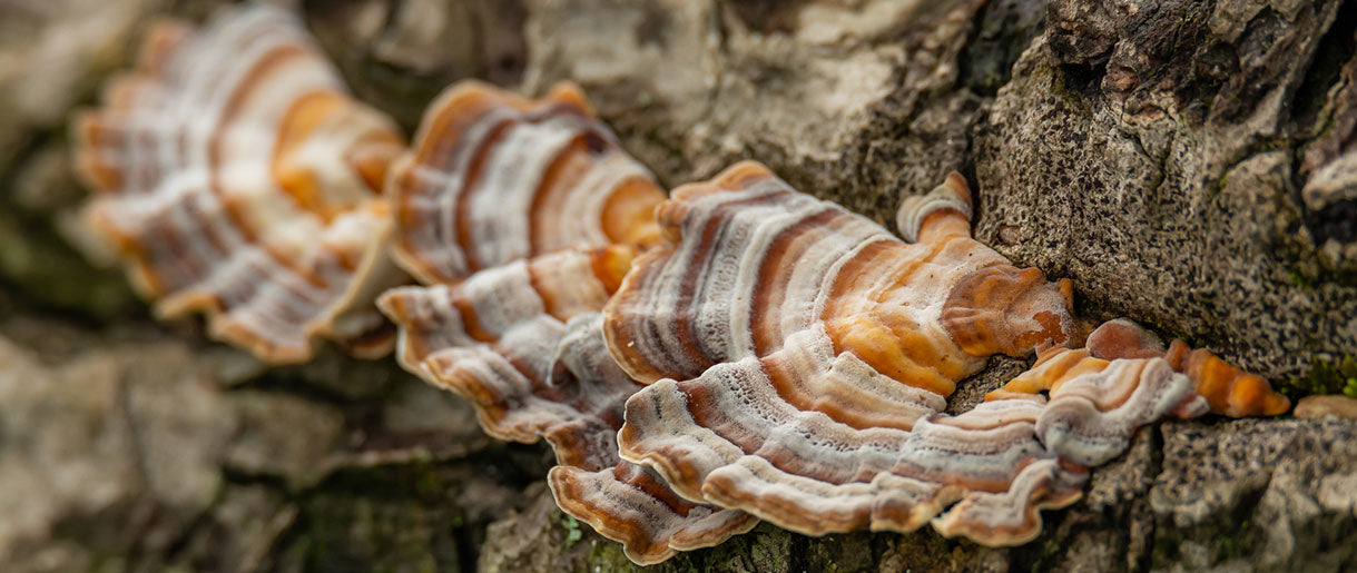 Unraveling the Beauty: Description and Unique Features of the Turkey Tail Mushroom