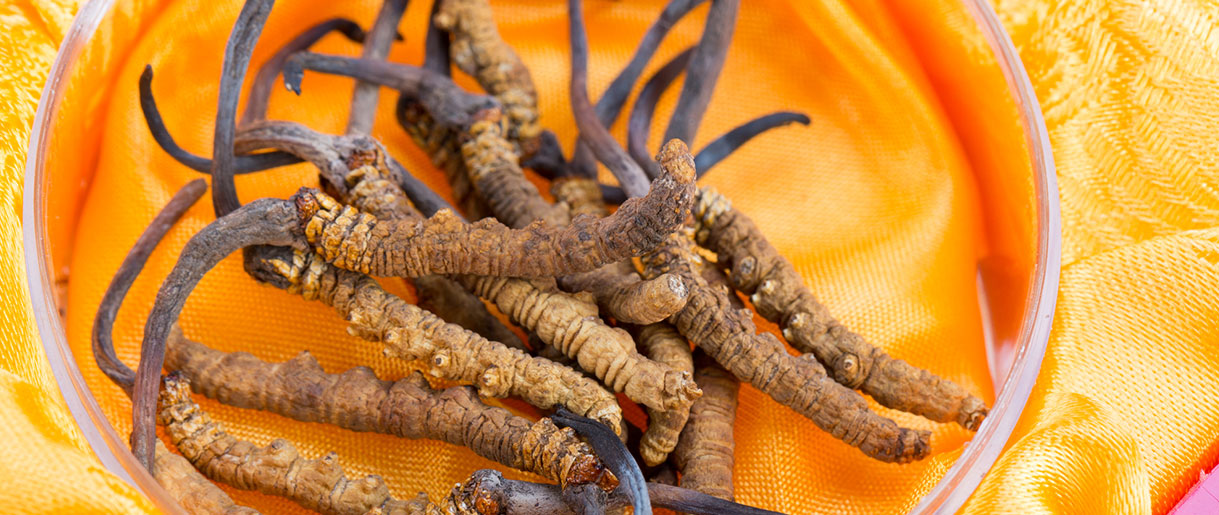 Unraveling the Mysteries of Cordyceps