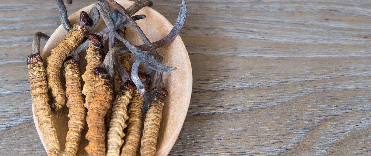 Unveiling the Power of Cordyceps