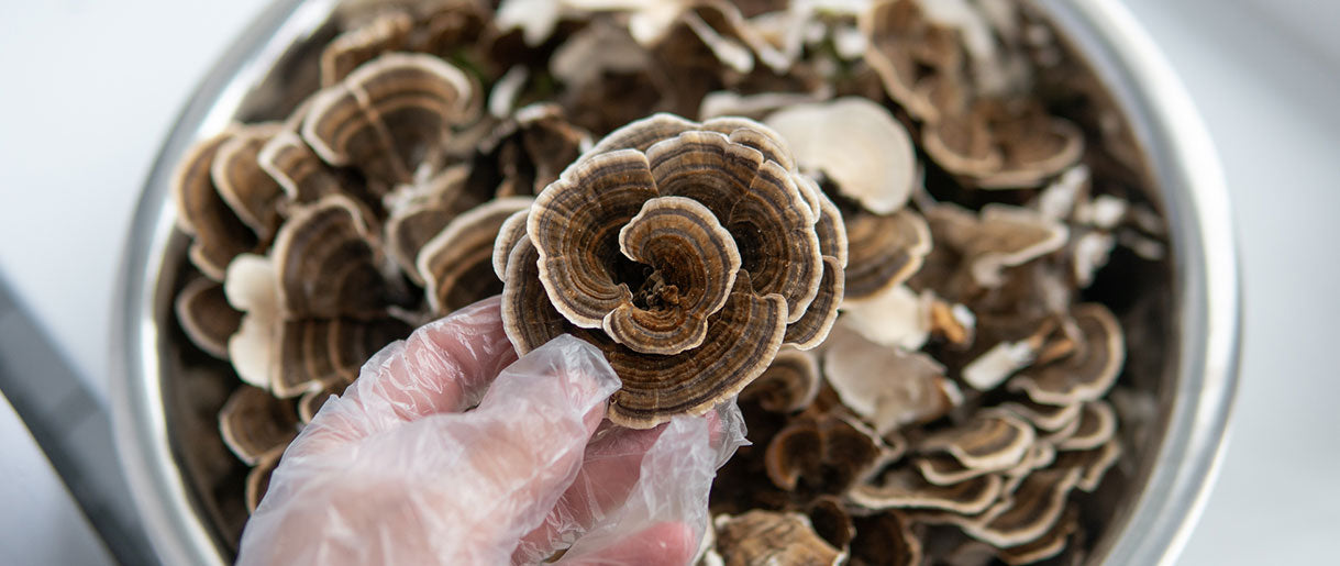 Unveiling the Powerhouse: Active Compounds in Turkey Tail Mushrooms
