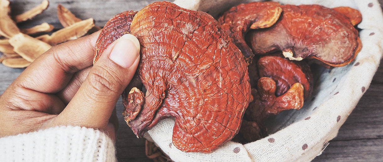 What Are Reishi Mushrooms?