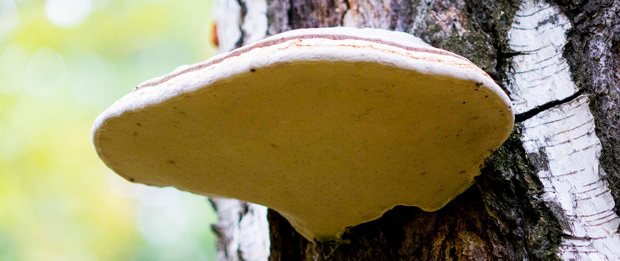 What Are The Benefits Of Chaga Mushroom?