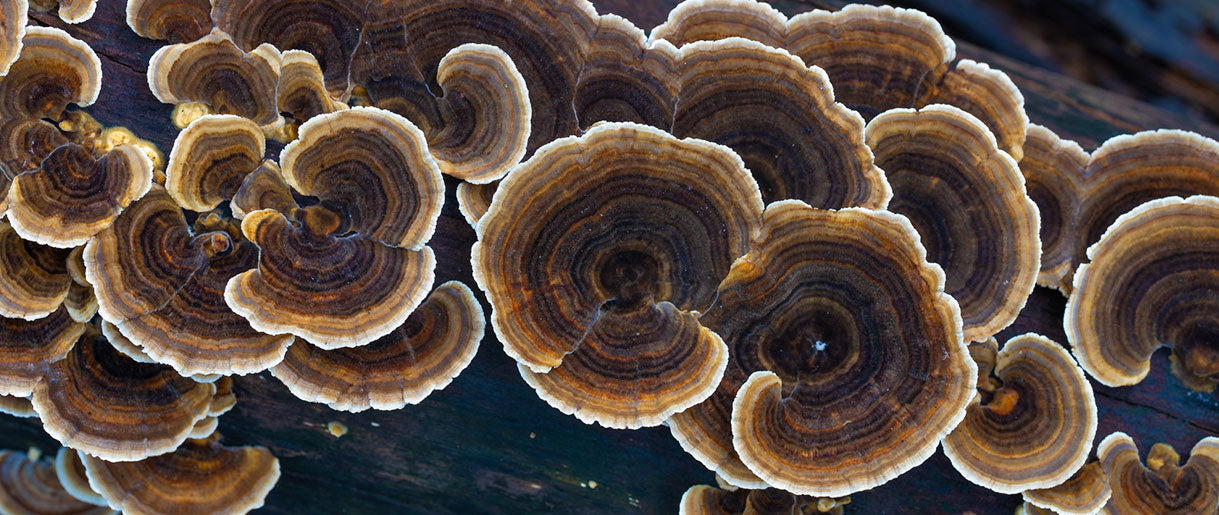 What Are the Shared Benefits Between Chaga and Turkey Tail?