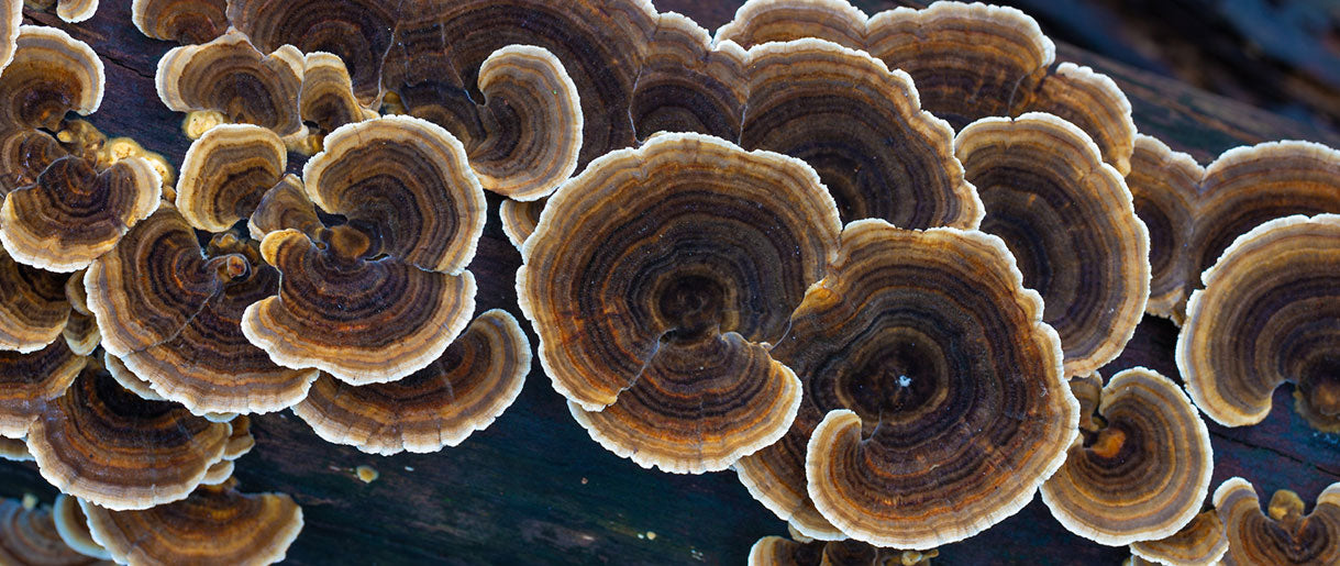 What Is The Mechanism Behind Turkey Tail Cancer-Fighting Properties?