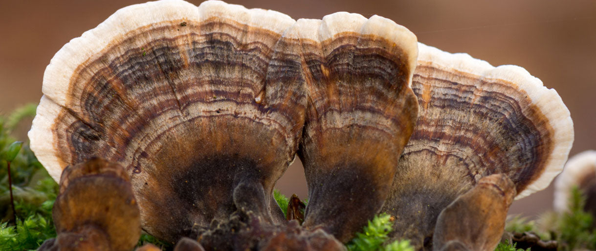 What Types Of Cancer Will Benefit From Turkey Tail Mushroom?