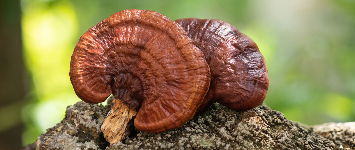 What are Reishi Mushrooms?