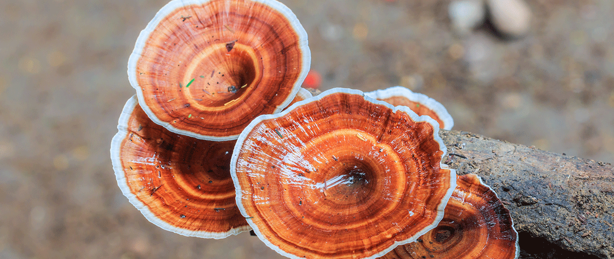 What Are The Benefits Of Reishi For Depression And Anxiety?