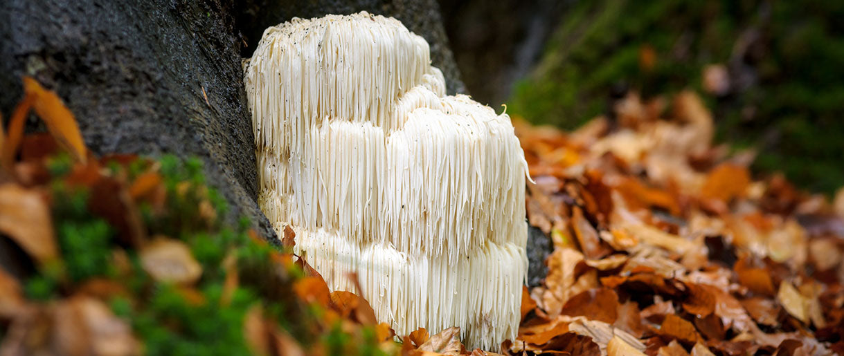 What is Lion's Mane Mushroom