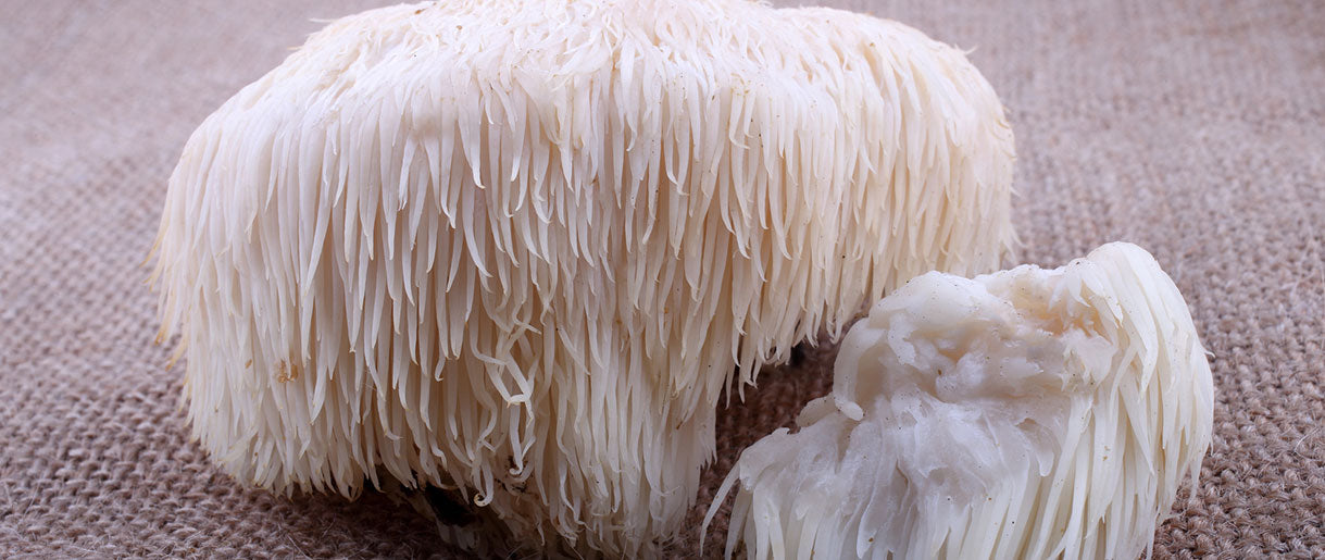 What is Lion's Mane Mushroom: Appearance, Historical Use, and Recent Discoveries