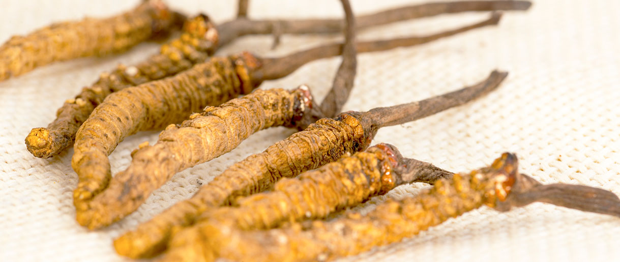 Who Should Avoid Cordyceps