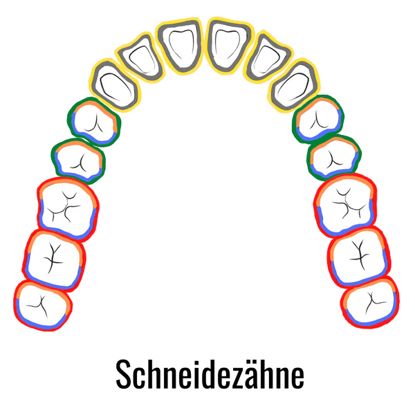 Schneidezähne