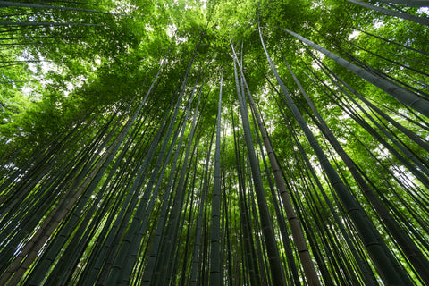 Bambus - nachhaltig und umweltfreundlich