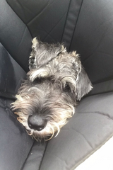 Alfred grey standard schnauzer with Comfy Cone E-collar at Paw Favor
