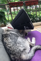 Alfred grey standard schnauzer with Comfy Cone E-collar for dogs at Paw Favor