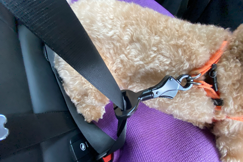 Truelove Car Seat Attachment Buckle sold at Paw Favor Online Store and Gift Shop at Gardens at Bishan Sin Ming Walk Singapore