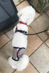 white maltese wearing Friends washable reusable diaper with cloth at Paw Favor. 
