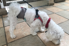 white maltese wearing Friends washable reusable diaper with cloth at Paw Favor. 