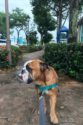 Hippo wearing PetSafe harness sold at Paw Favor Online Store and Gift Shop at Gardens at Bishan Sin Ming Walk Singapore