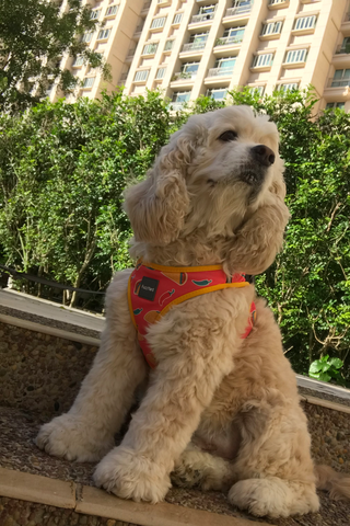 Muffin in Fuzzyard dog harness sold at Paw Favor Online Store and Gift Shop at Gardens at Bishan Sin Ming Walk Singapore